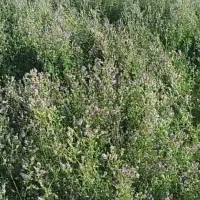 فروش یونجه پرس ونرم انباری قیروکارزین فارس