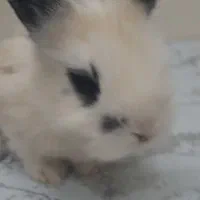 فروش خرگوش|موش و خرگوش|اصفهان, زاجان|دیوار