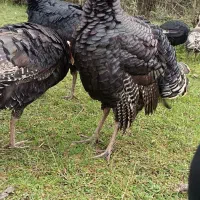 بقلمون|حیوانات مزرعه|سیاهکل, |دیوار