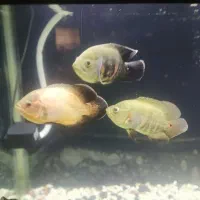 چهار ماهی اسکار