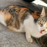 واگذاری رایگان گربه