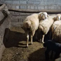 قوچ|حیوانات مزرعه|ارشق, |دیوار