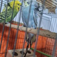 مرغ عشق پروانه ای|پرنده|مهریز, |دیوار