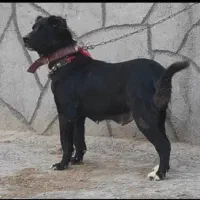 سگ لاس قدرنجونی