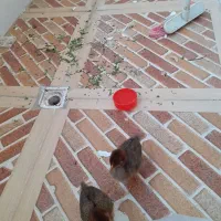 دوعدد جوجه زرنگ و بازیگوش