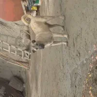 سگ اصیل سرابی