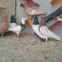 کفتر دوری|پرنده|مبارکه, |دیوار