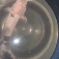 کت آفریقایی ۱۸ سانتی