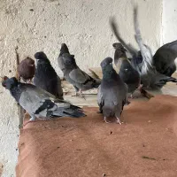کبوتر طوقی عطیقه اردبیل