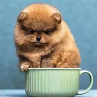 عروسکی.خرسی.شیتزومالتیز.شیتزوسوپرفلت