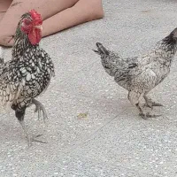 مرغ سیلور سبرایت خال خالی