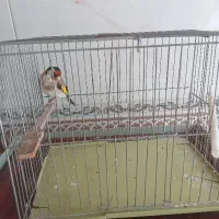 سهره نر اواز خوان قفس شرور