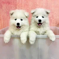 شیواوا و پامرانین دوسر خرسی|سگ|تهران, تهرانسر شرقی|دیوار