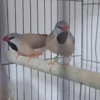 فنچ کراواتی