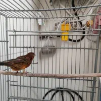 قناری ماده جفتی سهره|پرنده|قدس, شهر‌قدس|دیوار