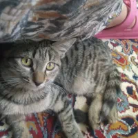 گربه دورگه ماده سن6ماه|گربه|شاهرود, |دیوار