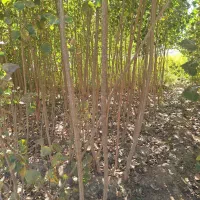 نهال و درخت صنوبر