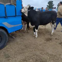 فروش گوساله سیمینتال|حیوانات مزرعه|کرج, اسدآباد|دیوار