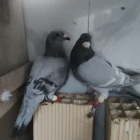 کفتر|پرنده|شیراز, شهدای شهرک سعدی|دیوار