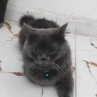 واگذاری گربه بریتیش