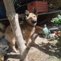 سگ ژرمن تربیت شده