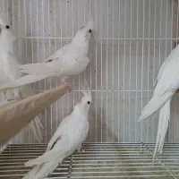 عروس البینو