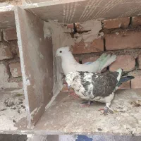 کبوتر|پرنده|سرپل ذهاب, |دیوار