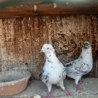 کبوتر پرشی تهرانی