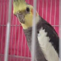 گم‌شده  عروس هلندی|حیوانات|گلبهار, شهر جدید گلبهار|دیوار