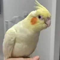 یک جفت عروس هلندی لوتینو جوجه