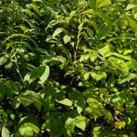 نهال گردو|خدمات باغبانی و درختکاری|خوانسار, |دیوار