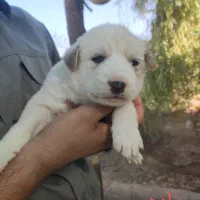 واگذاری سرپرستی توله سگ فقط ۸۰۰