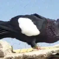 سرک کاکلی