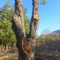 فروش چوب گردو قدیمی قهوه ای|عمده‌فروشی|مزایجان, |دیوار