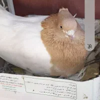 فروش کبوتررنگی فقط کله ای|پرنده|سمیرم, |دیوار