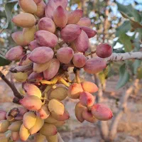 پسته|خوردنی و آشامیدنی|تهران, بوستان ولایت|دیوار