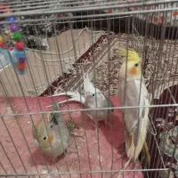 عروس هلندی