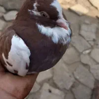 کبوتر چشم تا به تا زوردار