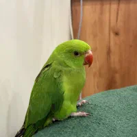 جوجه طوطی ملنگو