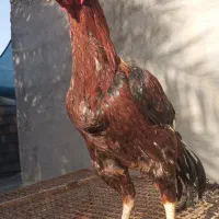 خروس|حیوانات مزرعه|میناب, |دیوار