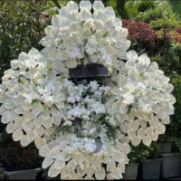 تاجگل|گل و گیاه طبیعی|تهران, سبلان (لشگر)|دیوار