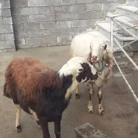 میش و بره / بره قوچ