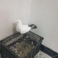 فروش فوری دم قهوه ای ماده شلواری|پرنده|بهبهان, |دیوار