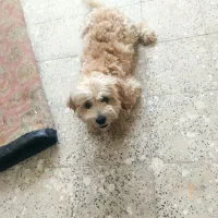 سگ شیتزو تریر نر ماده|سگ|کاشان, میدان کهنه|دیوار