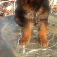 توله سگ ژرمن اصل واگذار میگردد|سگ|شهریار, اصیل آباد|دیوار