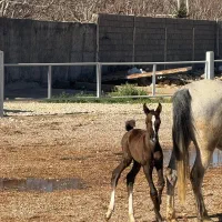 کره مادیون 1ساله|اسب و تجهیزات اسب‌سواری|جره و بالاده, |دیوار