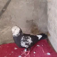 سوسنگرد