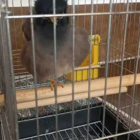 میناسخنگو ۴سال رخ به رخ