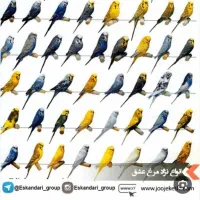 یک عدد مرغ عشق پیدا شده