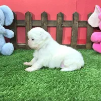 شیتزو سوپر فلت اصیل|سگ|مشهد, هنرستان|دیوار